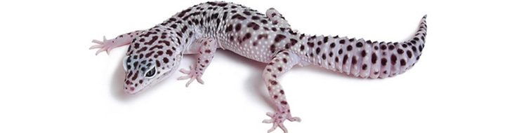 "Zakharov Reptiles" питомник пятнистых эублефаров — леопардовых гекконов и других экзотических рептилий 