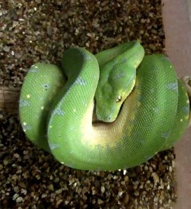 Зеленый древесный питон - Morelia viridis . Купить древесного питона Киев / Green tree python / Сhondropython