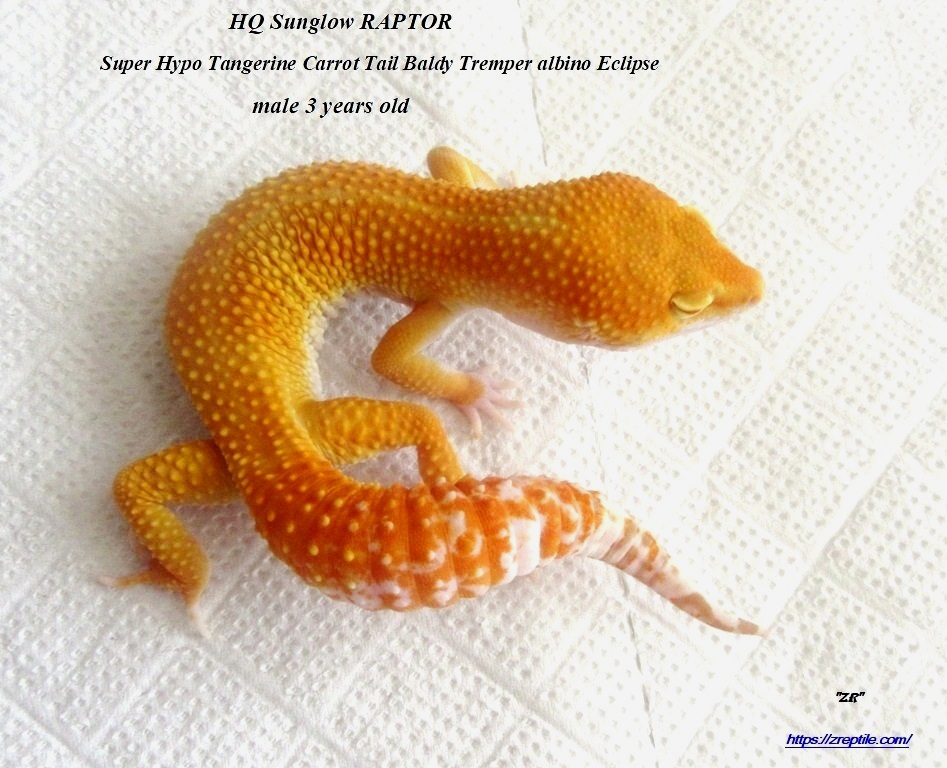 Эублефар РАПТОР / Леопардовый геккон морфы RAPTOR / Eublepharis macularius RAPTOR morph / RAPTOR Leopard gecko