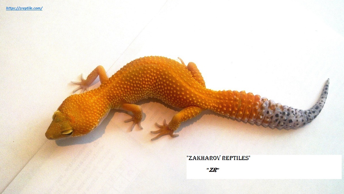 Эублефар Танжерин / Леопардовый геккон морфы Tangerine / Eublepharis macularius Tangerine morph / Tangerine Leopard gecko