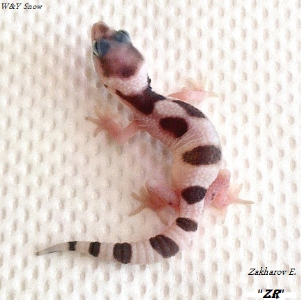 Эублефар Сноу / Леопардовый геккон морфы Mack Snow / Mack Snow Eublepharis macularius / Mack Snow leopard gecko