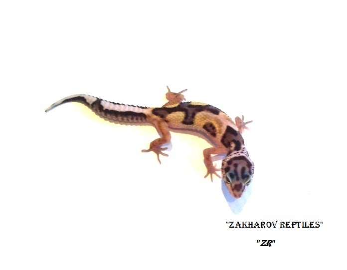 Эублефар Джангл / Леопардовый геккон морфы Jungle / Eublepharis macularius Jungle morph / Jungle Leopard gecko