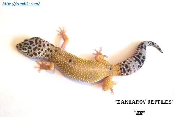 Эублефар Гипо / Леопардовый геккон морфы Hypo (Hypomelanistic) / Eublepharis macularius Hypomelanistic (Hypo) morph / Hypo Leopard gecko