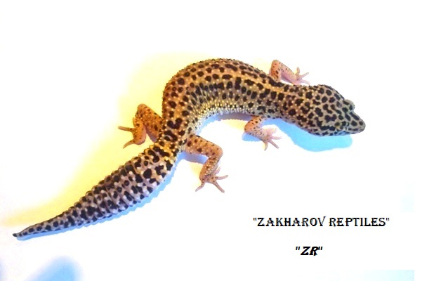 Эублефар нормал / Леопардовый геккон морфы Normal / Eublepharis macularius Normal / Normal Leopard gecko