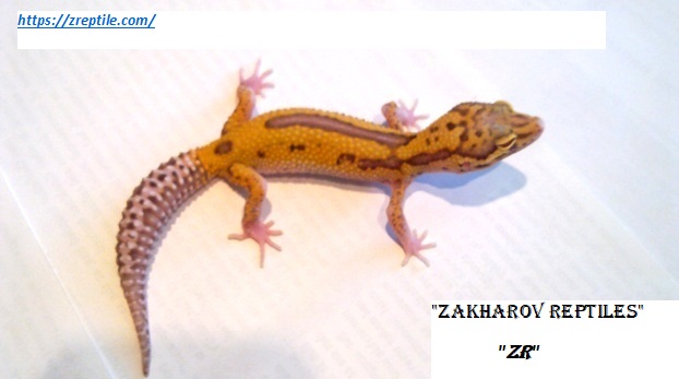 Эублефар РАДАР / Леопардовый геккон морфы RADAR / Eublepharis macularius RADAR morph / RADAR Leopard gecko