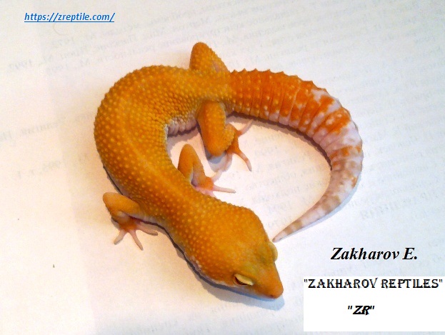 Эублефар Сангло / Леопардовый геккон морфы Sunglow / Eublepharis macularius Sunglow morph / Sunglow leopard gecko