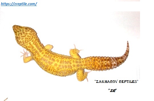 Эублефар Тремпер альбино / Леопардовый геккон морфы Tremper albino / Eublepharis macularius Tremper Albino