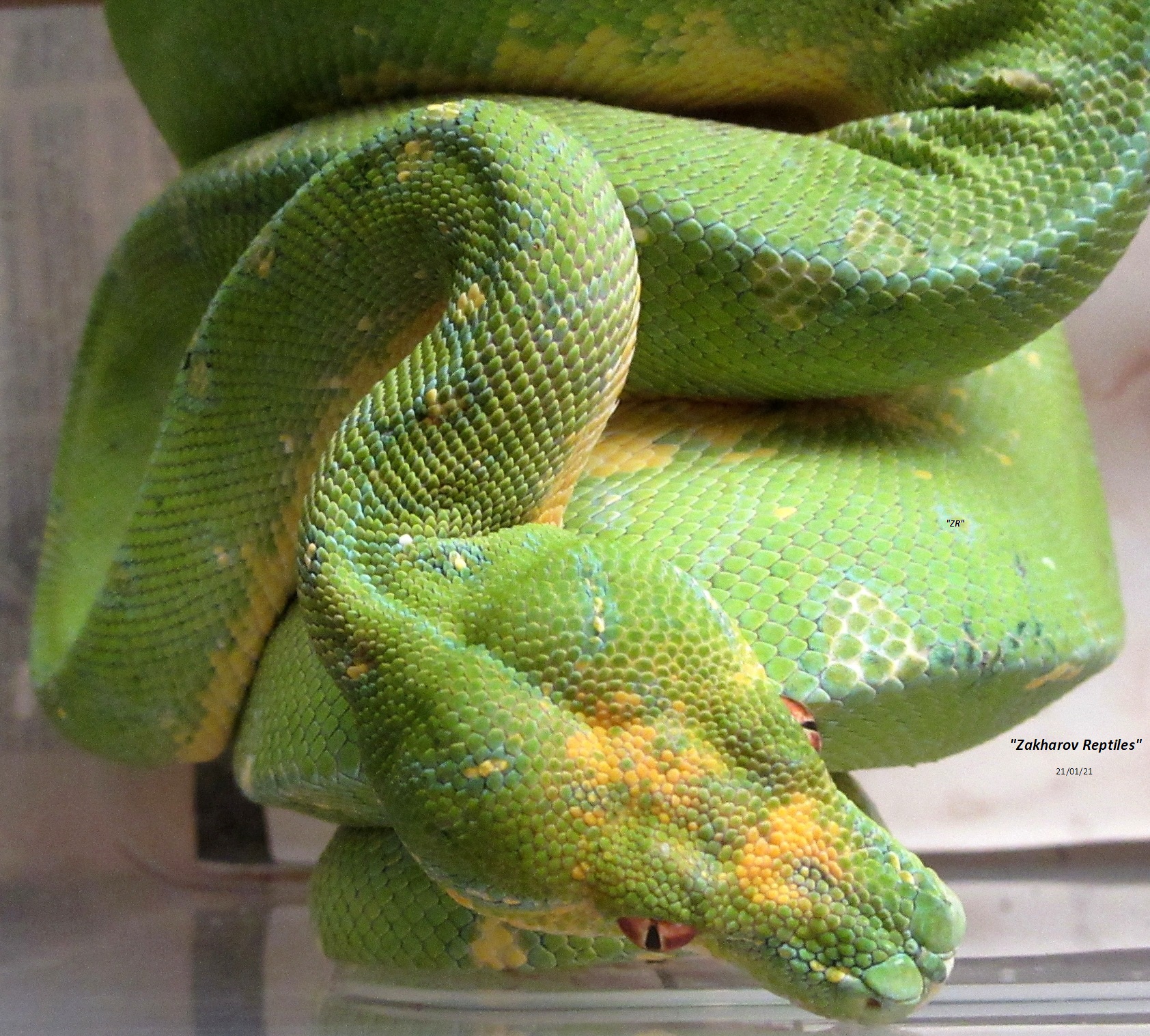 Зеленый древесный питон. Morelia viridis Lereh