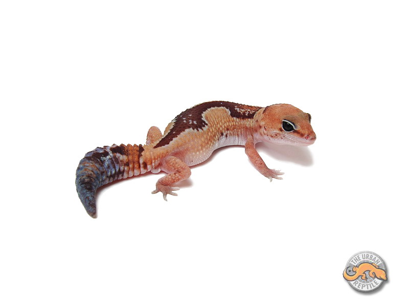 Гемитеконикс Зулу / Африканский толстохвостый геккон Zulu / Zulu Hemitheconyx caudicinctus / Zulu Fat tailed gecko