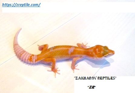 Эублефар Энигма / Леопардовый геккон морфы Enigma / Eublepharis macularius Enigma morph / Enigma Leopard gecko