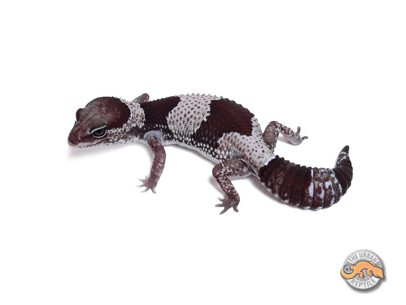 Гемитеконикс Орео / Африканский толстохвостый геккон морфы Oreo / Oreo Hemitheconyx caudicinctus / Oreo Fat tailed gecko