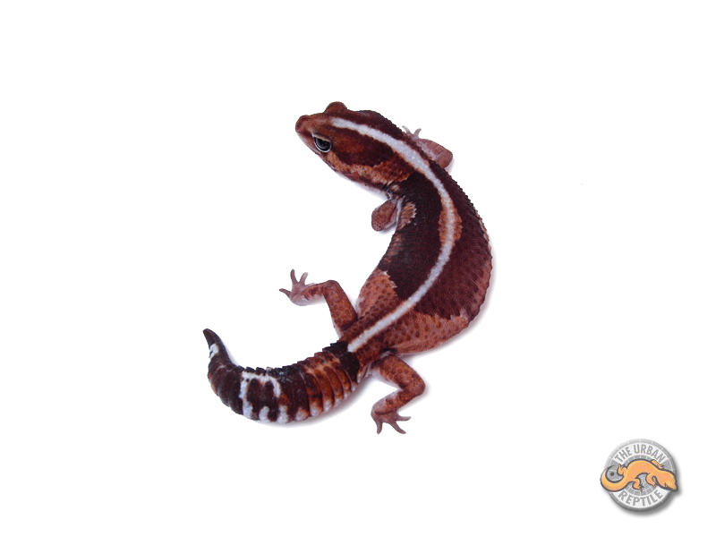 Гемитеконикс Зеро / Африканский толстохвостый геккон морфы Zero / Zero Hemitheconyx caudicinctus / Zero Fat tailed gecko