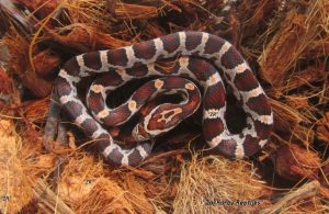 Маисовый полоз купить Украина / Pantherophis guttatus купить Украина / Малыши маисового полоза купить Украина