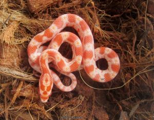 Маисовый полоз купить / Pantherophis guttatus купить / Малыши маисового полоза купить Ukraine