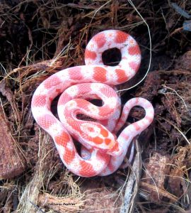 Маисовый полоз купить Украина / Pantherophis guttatus купить Украина / Малыши маисового полоза купить Ukraine