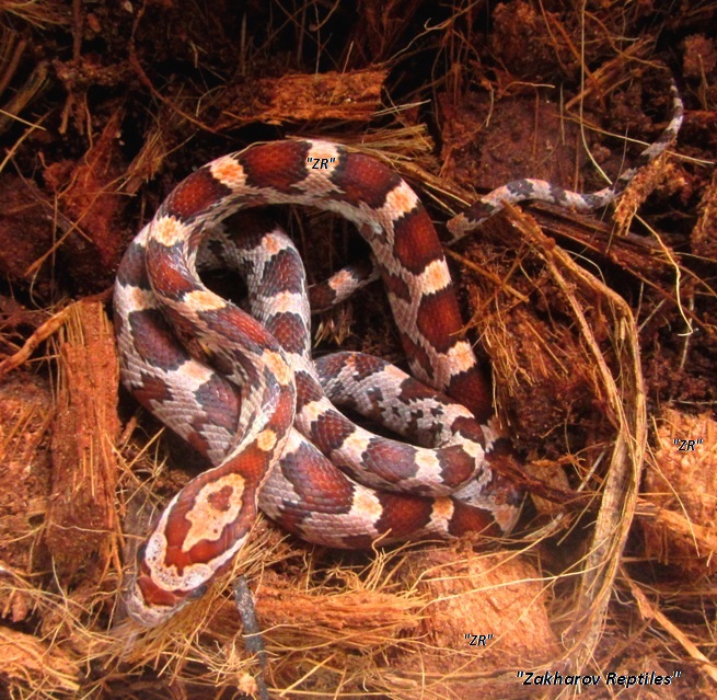 Маисовый полоз купить / Pantherophis guttatus купить / Малыши маисового полоза купить Kiev