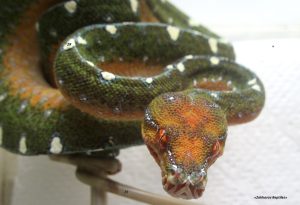 Зеленый древесный питон (Morelia viridis)
