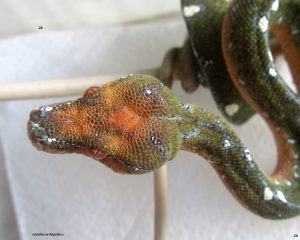 Зеленый древесный питон (Morelia viridis)