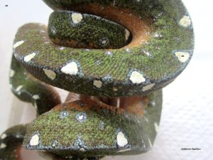 Зеленый древесный питон (Morelia viridis)