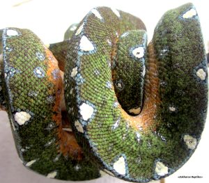 Зеленый древесный питон (Morelia viridis) Украина, Киев