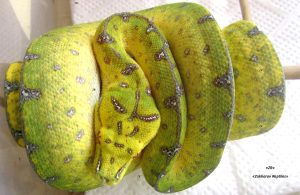 Зеленый древесный питон Morelia viridis local. Lereh