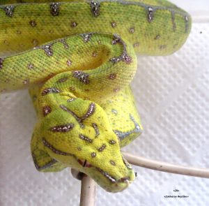 Зеленый древесный питон Morelia viridis local. Lereh