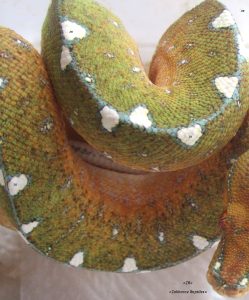 Зеленый древесный питон Morelia viridis local. Lereh