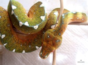 Зеленый древесный питон Morelia viridis local. Lereh