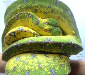 Morelia Azurea Utaraensis Lereh