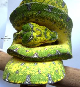 Morelia Azurea Utaraensis Lereh